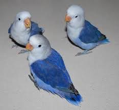 They Are Turquoise Mutations With Either Or Both A Dark Or Violet Factor S Of Agapornis Roseicollis Rose Collared Or Pe Pet Birds African Lovebirds Animals