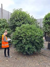 Image result for Pittosporum tobira