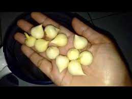 Bawang putih merupakan salah satu rempah rempah yang paling banyak di gunakan sebagai masakan. Campuran Ramuan Ajaib Bawang Putih Tunggal Bawang Bombay Jeruk Nipis Untuk Kesehatan Anti Kanker Youtube