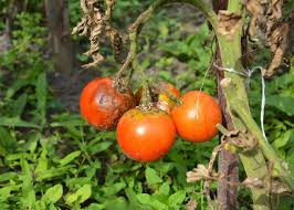 Check spelling or type a new query. Preventing Garden Diseases Hgtv
