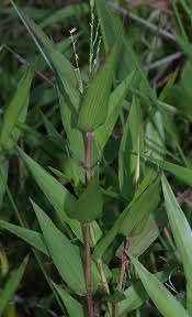 Image result for Acroceras