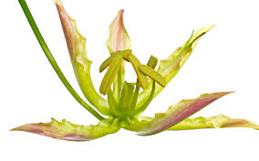 Image result for Gloriosa superba