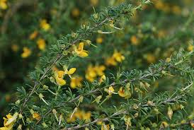 Image result for Vigna pygmaea