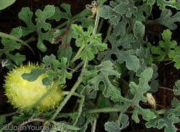 Image result for Cucumis zeyheri