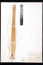 Image result for Rhytachne subgibbosa