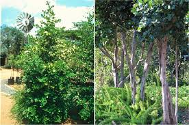 Image result for Psydrax