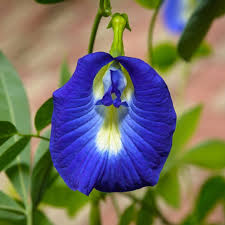 Image result for Clitoria