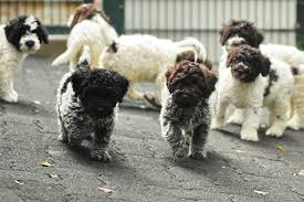 Der lagotto romagnolo club of america kann sie vielleicht mit einem hund in kontakt bringen, der ein neues zuhause braucht und der perfekte begleiter für ihre familie sein kann. Lagotto Info Und Hilfe Posts Facebook