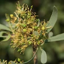 Image result for Boscia filipes