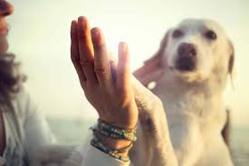 Am besten machst du einen termin zu beginn oder am ende der sprechzeiten, damit dein hund nicht unnötigem. Einschlafern Ein Aufwuhlendes Thema Zooroyal Magazin