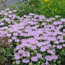 Flowers and shrubs that deer will not eat. 12 Deer Resistant Perennial Plants Perennials Deer Won T Eat Proven Winners