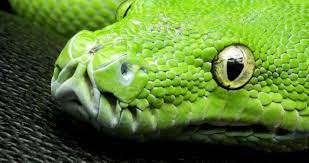 Green Snake 4k Ultra Hd Wallpaper Snake Wallpaper Animal Wallpaper Snake
