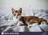 Tortoiseshell European Shorthair