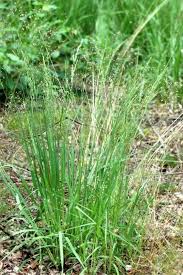 Image result for Agrostis