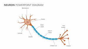 The nervous system is defined by the presence of a special type of cell—the neuron (sometimes called neurone or nerve cell). Neuron Powerpoint Diagram Neuron Diagram Neurons Diagram