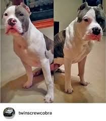 This field is for validation. 13 Bully Max Before After Photos Ideas Bully Max Dog Ages All Breeds Of Dogs