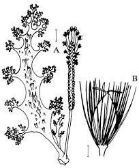 Image result for Podostemaceae