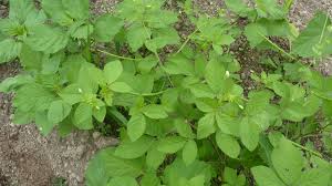 Image result for Cleome aculeata