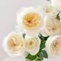 Profile Picture of Leonora - Grace Rose Farm (@gracerosefarm.com) on Google