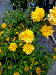 Image result for Kerria japonica