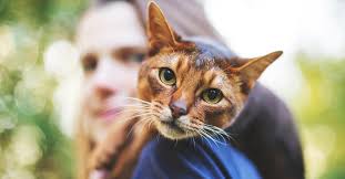 What types of cat food does only natural pet offer? Environmentally Friendly Cat Food See Our Top Picks
