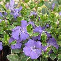 Error Deloitte Uk Vinca Minor Vinca Herbaceous Perennials