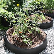 Tomato planter box in 2020 | garden boxes raised, garden. How Often Do You Water Tomato Plants In Garden Beds Or Pots