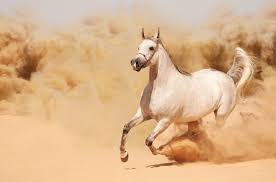 pin on equestrian
