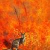 While liquid and gas fires do not usually store much heat in their fuel source, solid fires do. 3