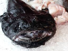 Check spelling or type a new query. Monkfish Definition And Synonyms Of Monkfish In The English Dictionary