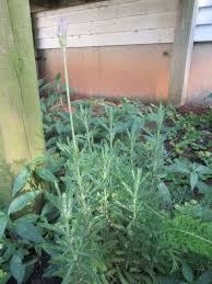Image result for Lavandula dentata