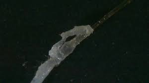 Image result for Demodex brevis