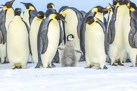 The official facebook page of the nhl's pittsburgh penguins. How Tourists Could Be Making Antarctica S Penguins Sick Lonely Planet