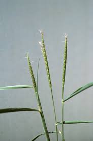 Image result for Ischaemum afrum