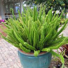 Foxtail Fern Plants For Sale Free Shipping