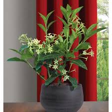 Not surprisingly, christmas cacti require different care than do most cacti. Night Blooming Jasmine Cestrum Nocturnum For Sale At Logee S 4 Pot Fragrant Plant Growing Plants Indoors Blooming Plants