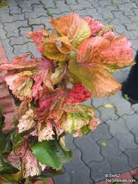 Image result for Acalypha