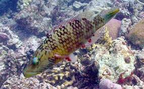 Image result for Oxyrhachis gracillima