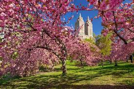 The cherry blossom (桜, sakura) is japan's unofficial national flower. Kirschbluten In New York Atemberaubendes Naturschauspiel In Der Ultimativen Grossstadt New York Aktuell