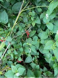 Image result for Rytigynia sp. C