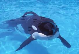 We did not find results for: Keiko The Whale Wallpapers Keiko The Whale Grave Keiko Whale Whale Wallpapers Keiko Orca