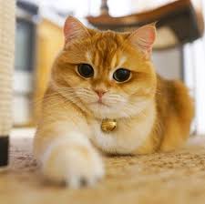 Pisco The Cat On Instagram When I Can Do Things With One Paw I Will Never Use Two Cat Has Fleas Cats British Shorthair Cats