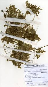 Image result for Selaginella goudotiana