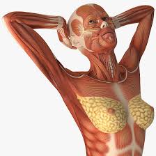Female Muscular Anatomy Rigged Model Human Body Anatomy Human Anatomy Drawing Anatomy Art
