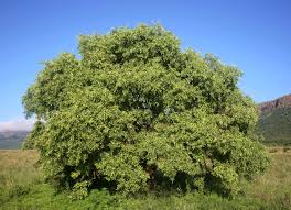 Image result for Searsia leptodictya