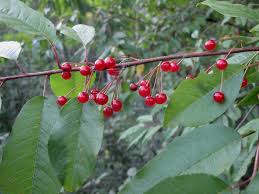 Image result for Prunus