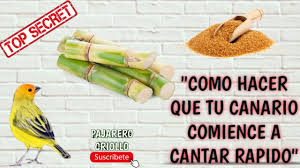 Canto de canario criollo um aplicativo que contém uma coleção de chilrear, os sons de pássaros a melhor e mais completa, pode ser jogado offline ou online. Canario Criollo Como Hacer Cantar Un Canario Criollo Sicalis Flaveola Canto Para Canario Youtube