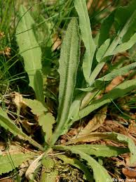 Image result for Turritis glabra