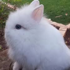 We did not find results for: Lionhead Rabbits Colors And Varieties Self