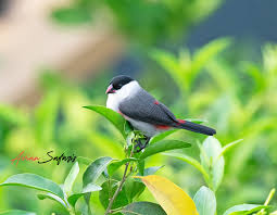 Image result for Lovoa swynnertonii